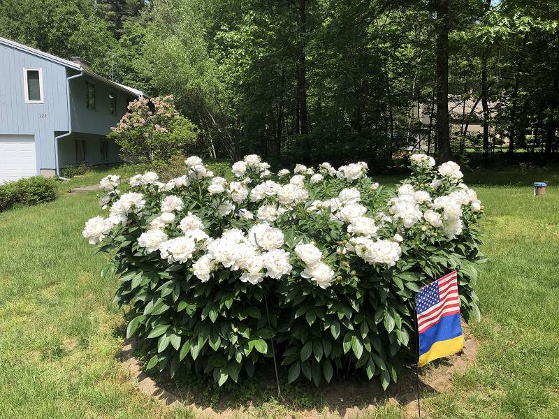 [ Our peonies in bloom ]
